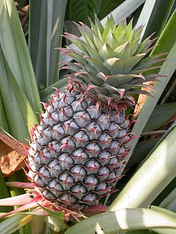 Ananas á móðurplöntunni