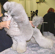 Argento Miniature Poodle