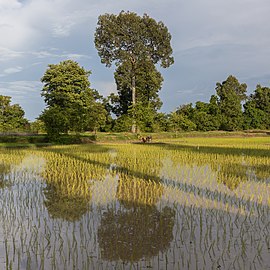 Rizières vertes ensoleillées de Don Det, avec deux arbres se réfléchissant partiellement dans l'eau, avec de longues ombres en fin d'après-midi, pendant la mousson. Aout 2018.