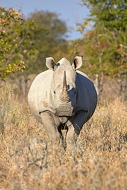 Alert mother rhino (ceratotherium simum) during sunset near Namutoni, Etosha National Park, Namibia