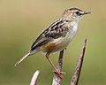 Cisticola juncidis (Cisticolidae)