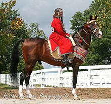 Dans un parc aux barrières blanches, une jeune fille en costume rouge traditionnel orné de pièces monte un étalon bai lui aussi en harnachement traditionnel avec des tapis et des pompons.