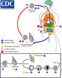 The life-cycle of various intestinal Entamoeba speciesAmoebiasis