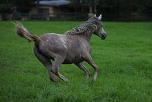 Jeune cheval gris vu de dos au galop dans un pré vert.