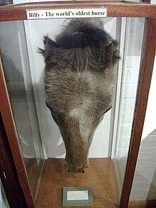 Tête d'un cheval taxidermisé dans une vitrine de musée.
