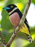 Male black-and-yellow broadbill