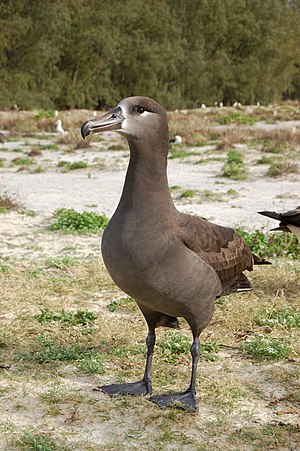 Nigrapieda albatroso