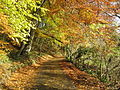 Chalford country lane in Autumn