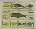 Verschillende soorten vissen (collectie KB).