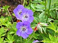 Geranium 'Rozanne'