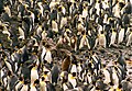 Giant petrel which has just killed a king penguin chick