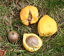 Quatre noix de cocotiers présentées en gros plan sur un tapis d'herbe verte. Trois noix sont encore entourées de leur pulpe de couleur jaune vif, pulpe parfois ouverte ou fendue.