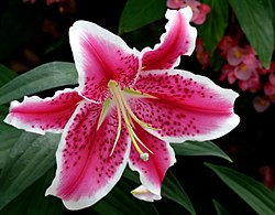 ユリ属 (ユリ科) の花. 外花被 (青星) と内花被 (黄星) は類似している (同花被花).