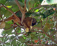 Một con vượn cáo "maki de Mayotte" (Eulemur fulvus mayottensis).