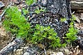 幹から萌芽したPinus leiophylla