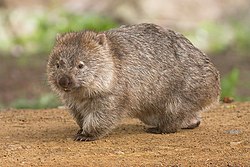 Wombat (von Noodle snacks)