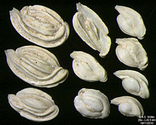 Foraminifères de la Mer Adriatique, île de Pag -60 m. Largeur de champ = 5,5 mm.