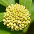 Flower buds