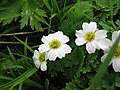 Callianthemeae: Callianthemum hondoense