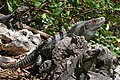 Schwarzer Leguan (Ctenosaura similis)