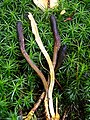 a stecco Cordyceps ophioglossoides