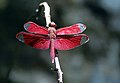 Libélula Neurothemis