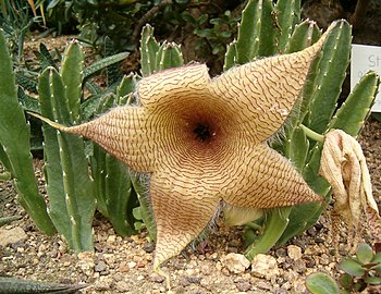 Stapelia gigantea