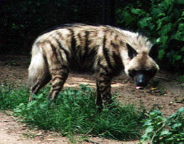 Csíkos hiéna (Hyaena hyaena)