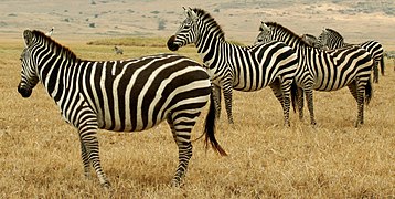 Zèbres dont le motif parait étonnant pour l'être humain, mais pas aux lions.