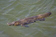 Platypus (Ornithorhynchus anatinus)