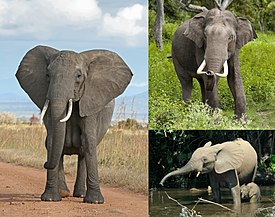 Современные виды слонов: Слева: саванный слон (Loxodonta africana); Справа (сверху вниз): азиатский слон (Elephas maximus), лесной слон (Loxodonta cyclotis).