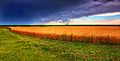 Image 31Kansas summer wheat and storm panorama (from Kansas)