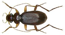 Roestbaardloper (Leistus ferrugineus)