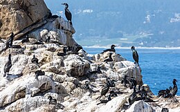 Phalacrocorax penicillatus (Brandt's Cormorant) colony, Point Lobos - Diliff.jpg