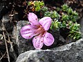 Vetrarblóm (Saxifraga oppositifolia) hefur fimm bleik eða fjólublá krónublöð.