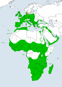 Distribución global de Tyto alba