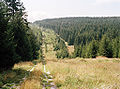 Grünes Band in der Nähe von Sorge (Sachsen-Anhalt) und Hohegeiß (Niedersachsen) im Harz. Die Waldbildung auf dem Grenzstreifen ist noch im Anfangsstadium.