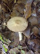 Termitomyces eurhizus