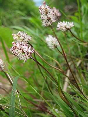 숙은꽃장포(Tofieldia coccinea)