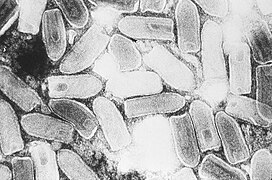 Estomatitis vesicular (Rhabdoviridae)