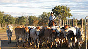 Ganado bovino en Australia