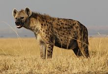 Une hyène vue de trois-quart face gauche en pleine savane.