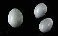 Egg av gauk (Cuculus canorus bangsi) og diademraudstjert (Phoenicurus moussieri)