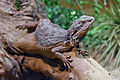 Image 5Eastern bearded dragon