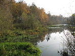 Річка Мена біля березового гаю в с. Киселівка