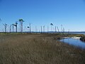 Coastal marsh and woods