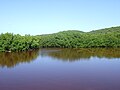 A red mangrove forest in Fajardo, Puerto Rico.