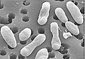 Image 95Scanning electron micrograph of a strain of Roseobacter, a widespread and important genus of marine bacteria. For scale, the membrane pore size is 0.2 μm in diameter. (from Marine prokaryotes)