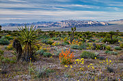 Des fleurs sauvages dans le Red Rock Canyon