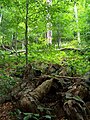 Forest in Stuzica